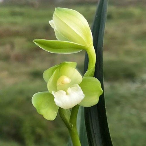 掌上明珠兰花花苗建兰花卉盆栽云端矮种四季数量花卉