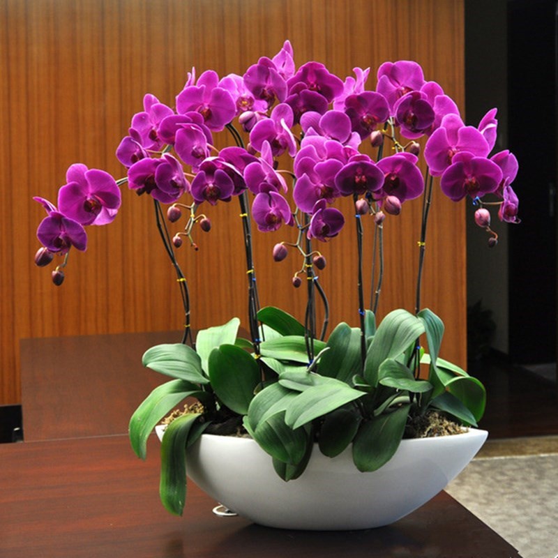 兰花蝴蝶兰胡碟盆栽蝴蝶室内客厅花卉盆景植物花卉