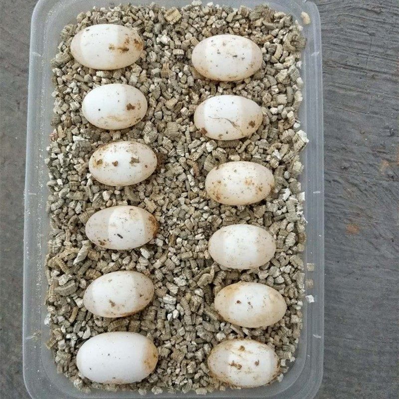 孵化蛋可变异颈杂杂草太郎乌龟龟蛋宠物总店龟