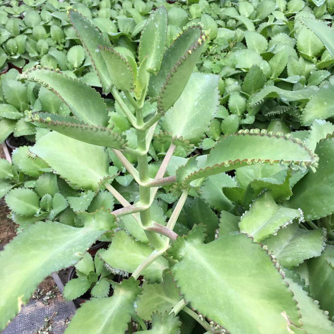 多肉落地生根净化空气防辐射不死死鸟办公室植物室内花卉花卉