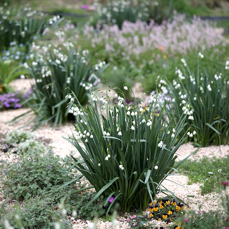 冬天北方户外开花耐寒雪片莲种植物花卉耐阴花卉