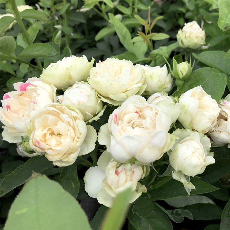 白桃草莓冻糕月季月季花花苗四季开花直立多头花卉