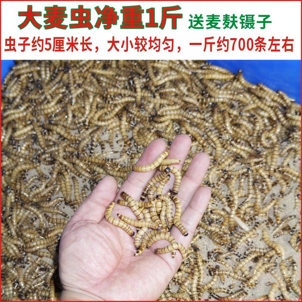 食物活的龙鲜活红面活鱼龙虫大麦虫鱼活体龙活爬虫