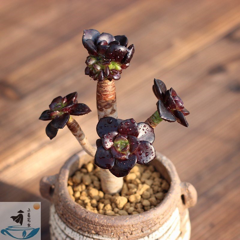 小黑豆法师多肉植物多头巨型稀有超萌肉肉绿植多肉植物