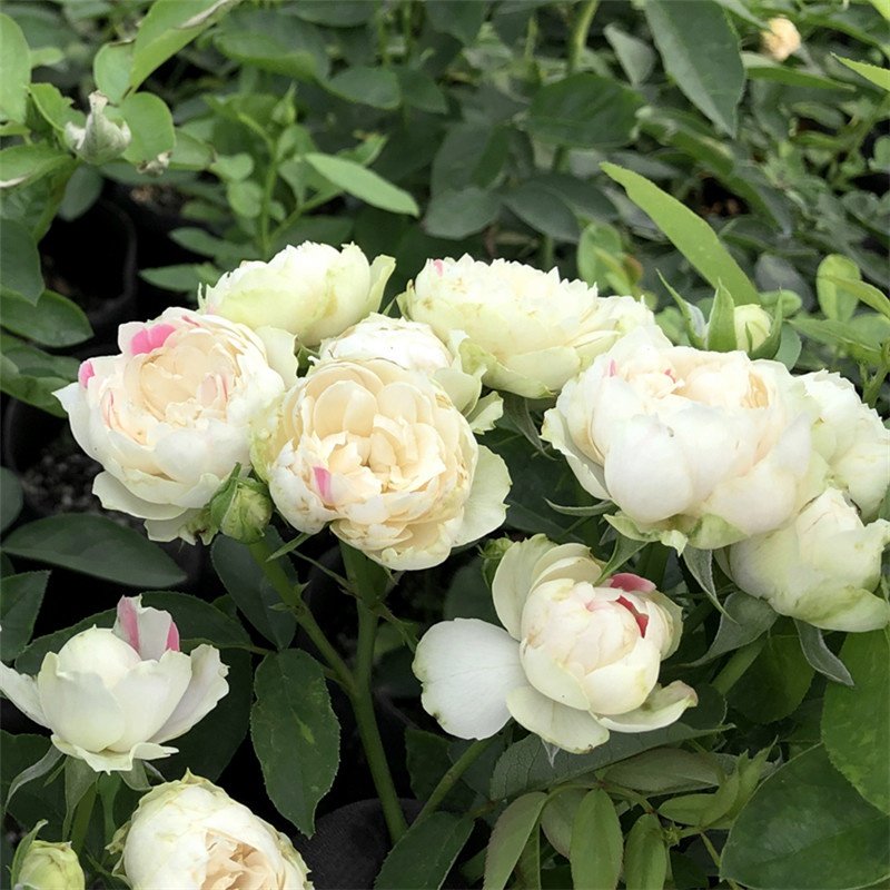 白桃草莓冻糕月季月季花花苗四季开花直立多头花卉