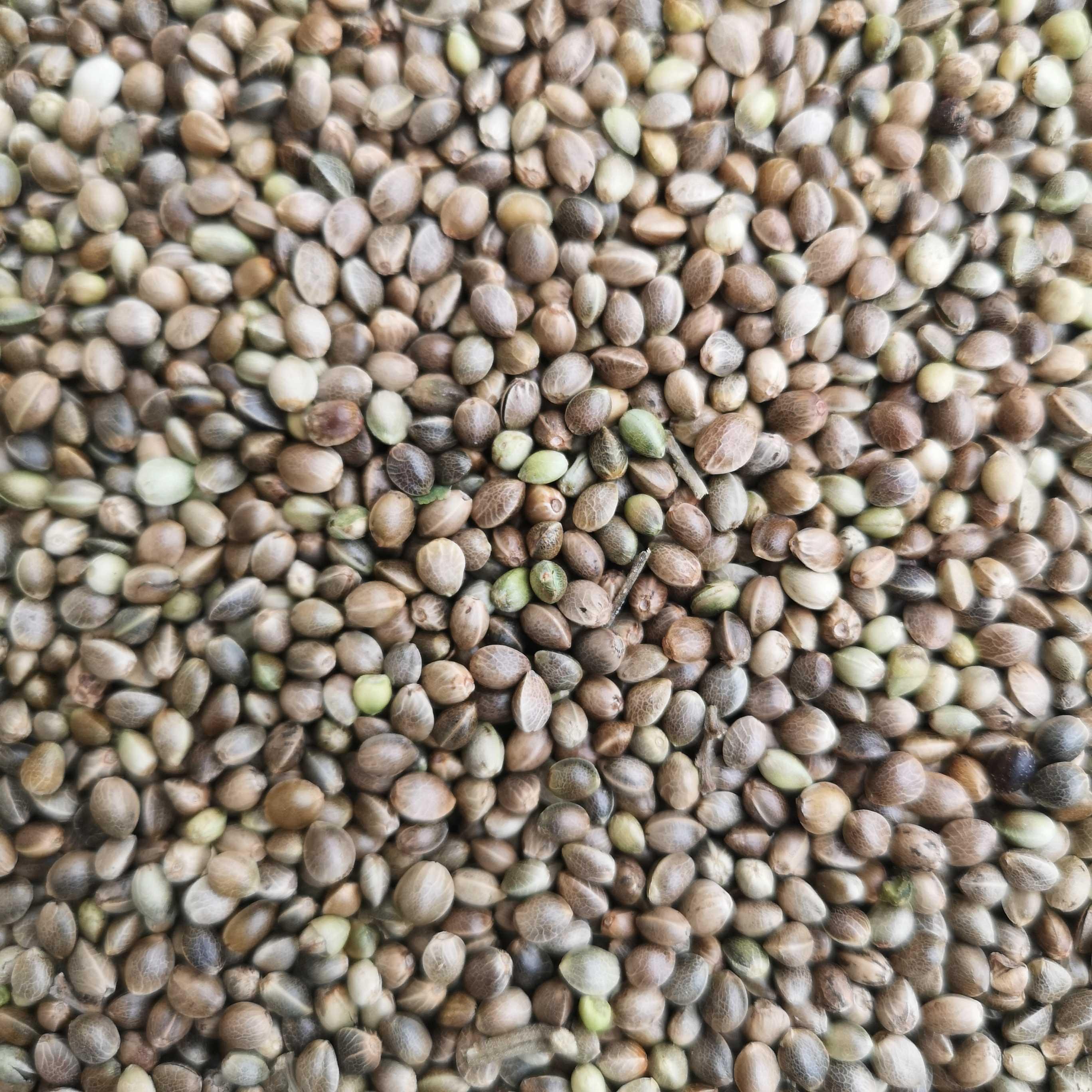 饲料一份仓鼠鸟食鸟粮麻籽鹦鹉颗粒鸽子麻仁鸟食