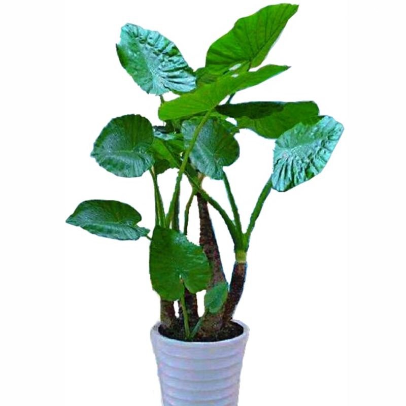 滴水观音千手观音可水培植四季常青室内客厅净化空气绿植