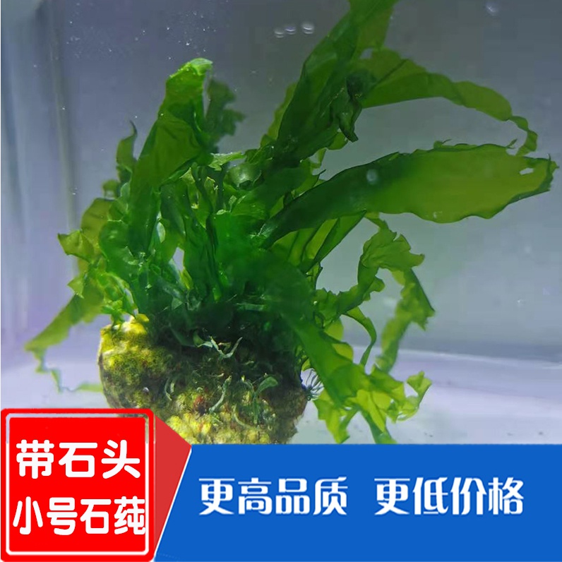 海水鱼缸海海草海藻水草火焰鹿角藻绿棉藻红海其它水族宠物