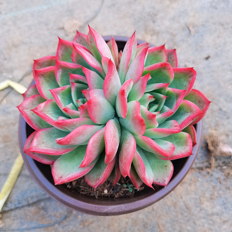 超大弗罗瑞安娜多肉一物一拍清棚多头头大冬季多肉植物