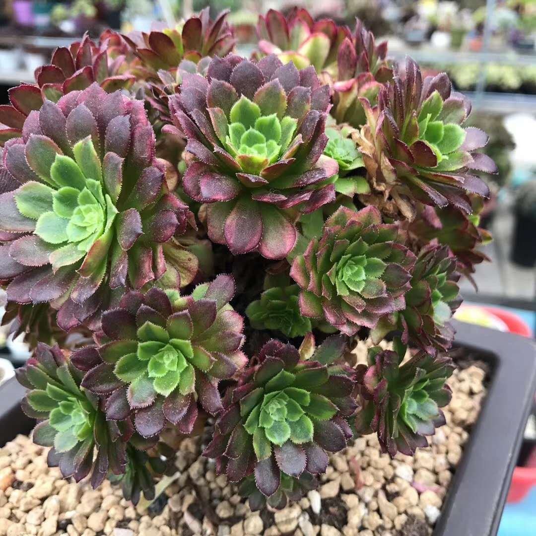 春天手捧花紫绿单头黑金黑金刚刚好迷你植物腹轮多肉植物