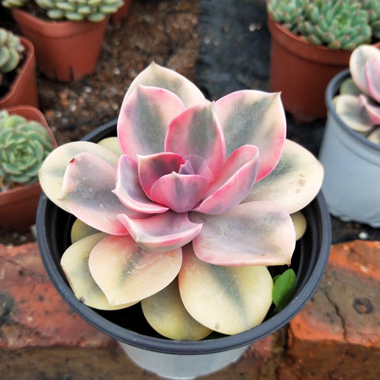 植物盆栽药锦多肉出锦多彩虹糖多彩色叶子好多多肉植物