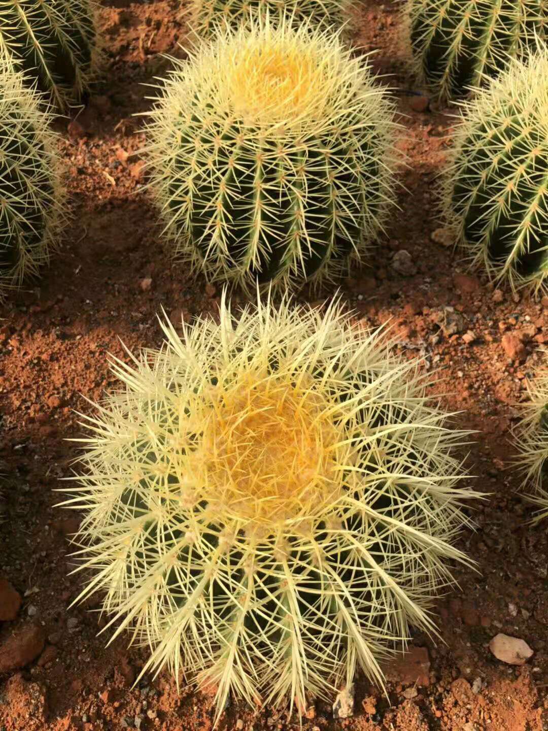 超大美虎金虎仙人盆栽花卉绿植多肉仙人掌植物多肉植物