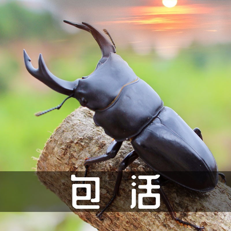 独角仙 活物甲虫宠物长戟大兜虫幼虫南洋大兜虫锹形虫