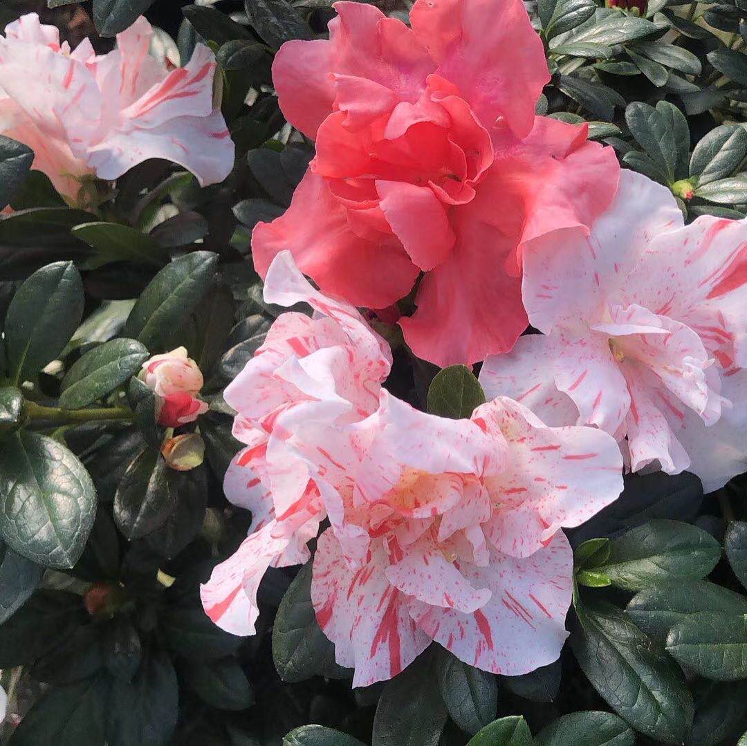 杜鹃福建五宝锦旗一树多色西洋稀有品种绿植花卉