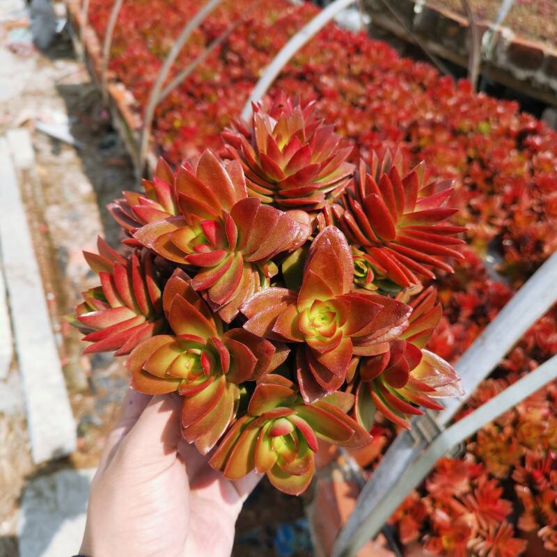 盆栽植物栽植火多绿超大肉罕见精致稀有有小多肉植物