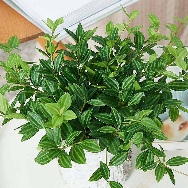 小型范小型网红植物绿宝石盆栽叶植物四季观净化空气养活绿植