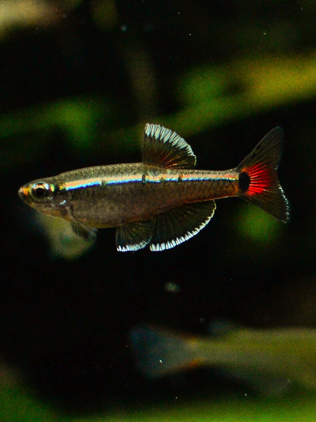 淡水白云金丝原生观赏鱼新手群游好养小型冷水鱼