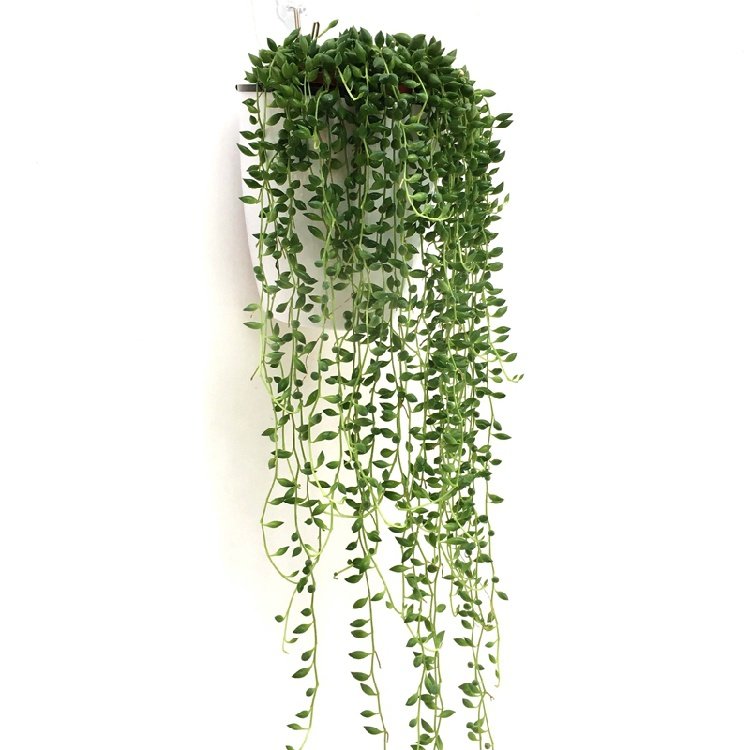 盆栽藤蔓肉爱常青四季室内之绿花卉植垂植物绿植