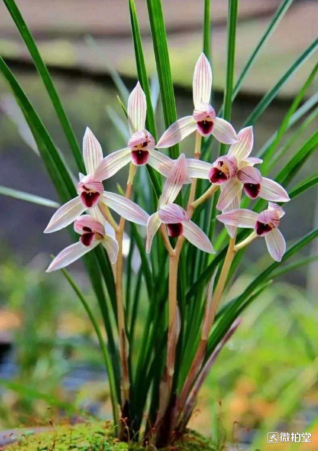 兰花香花花卉花色天兰一品艳丽大漂亮瓣种云南花卉