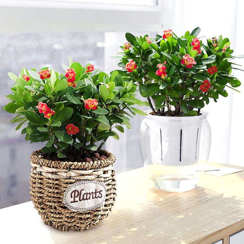 花卉养花盆栽室内植物湖北开花花的四季高档花卉