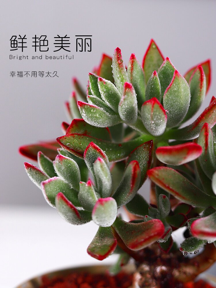 丸叶锦晃星老桩多肉植物花卉盆栽室内外养大超大多肉植物