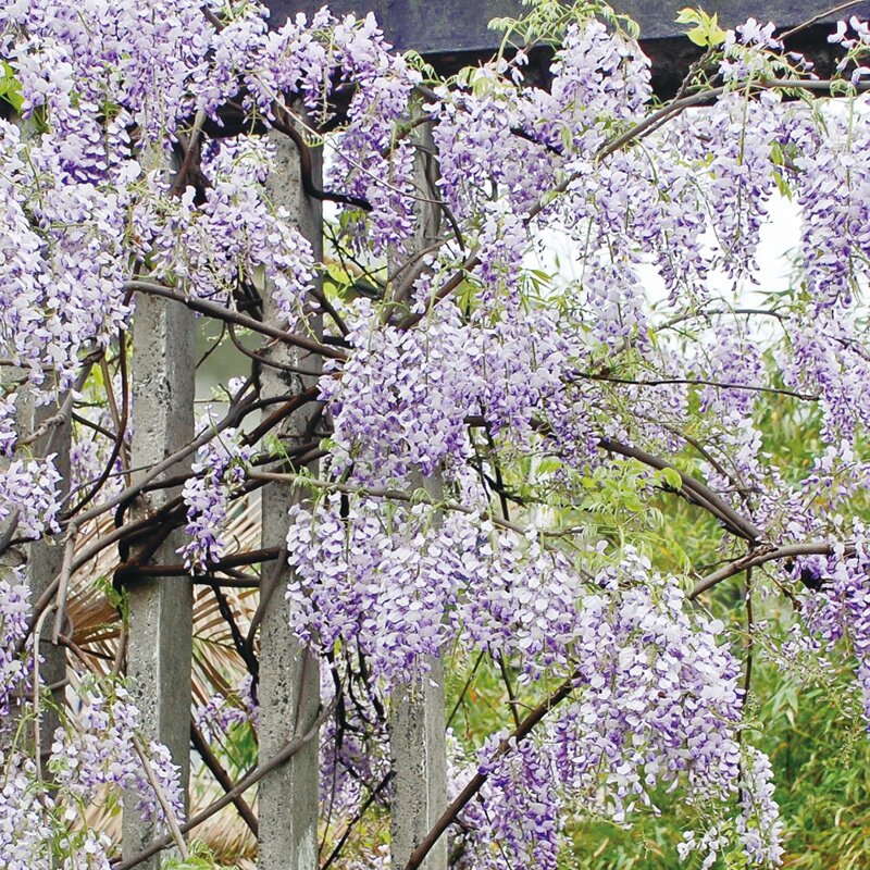 丰花紫藤小确幸铁架盆栽庭院公园爬藤植物多花时令草本花卉
