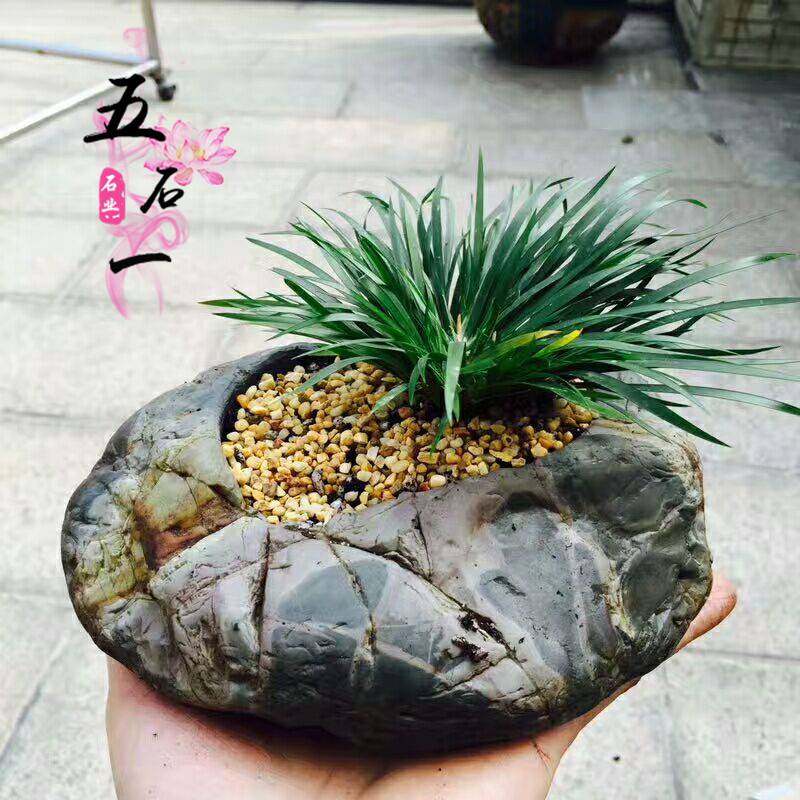 花盆原石石头华安菖蒲生态玉石绿植天然水九龙花盆