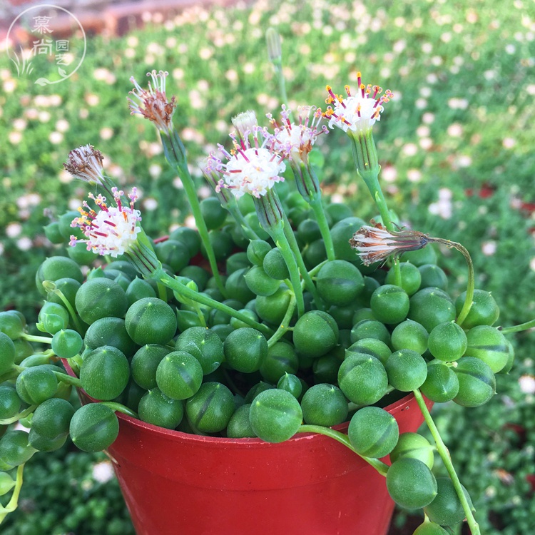 佛珠大串多肉植物阳台珍珠吊兰美观易养防辐射多肉植物