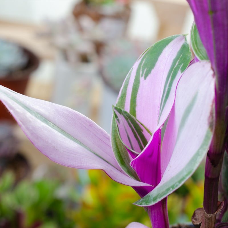 悬挂式圆叶油画吊兰婚纱净化空气盆栽生长组合阳台绿植