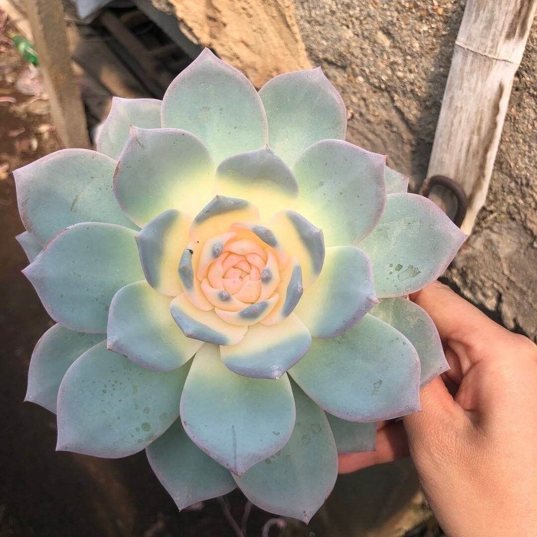 多肉蓝鸟当季豪华办公桌特价新款花房珍珠老桩多肉植物