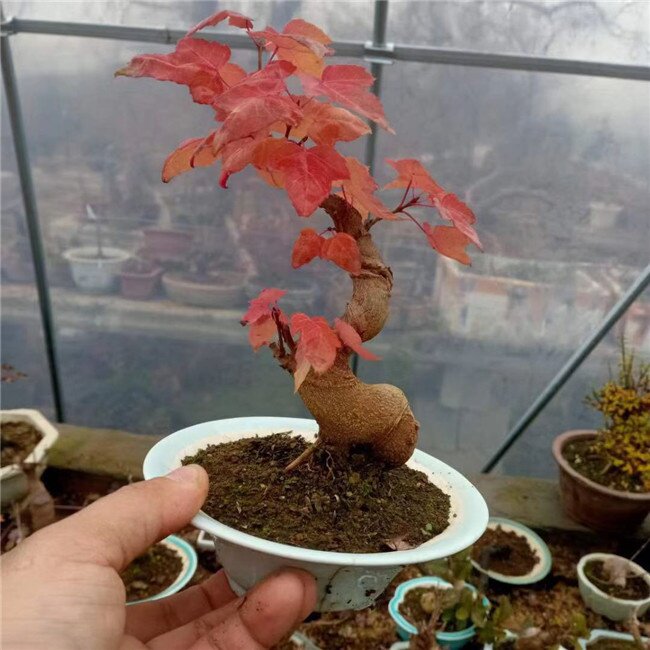 东风园艺唐枫盆景桩小叶红造型耐寒好养阳台绿植