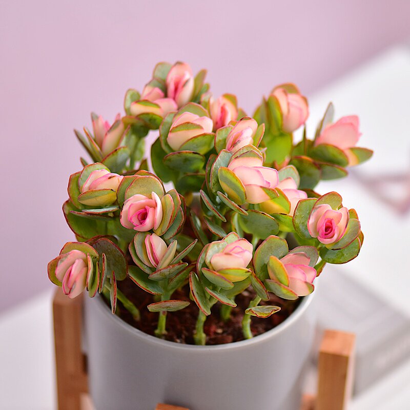 盆栽贝壳姬之桌面成品好成含花花卉锦多子白多肉植物