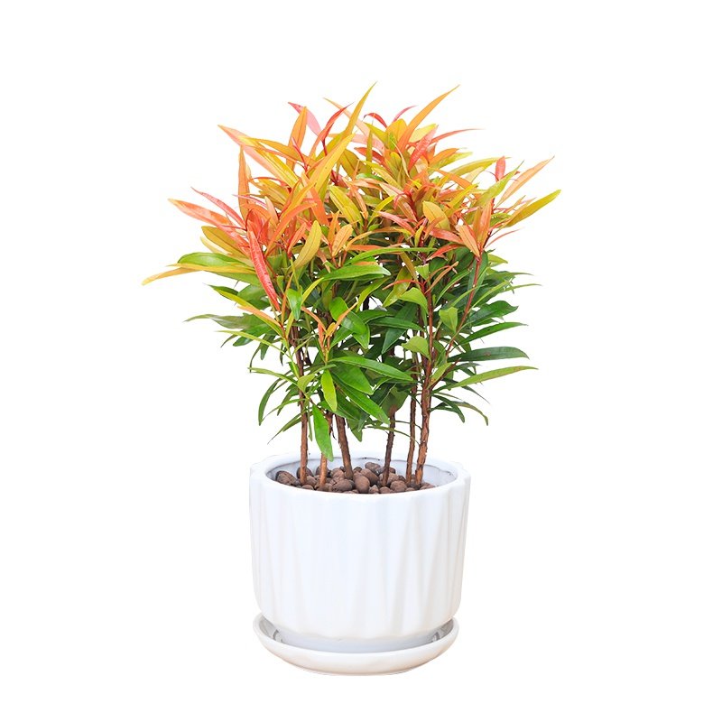 红车盆栽绿植红枝蒲桃室内阳台庭院观叶彩叶植物绿植