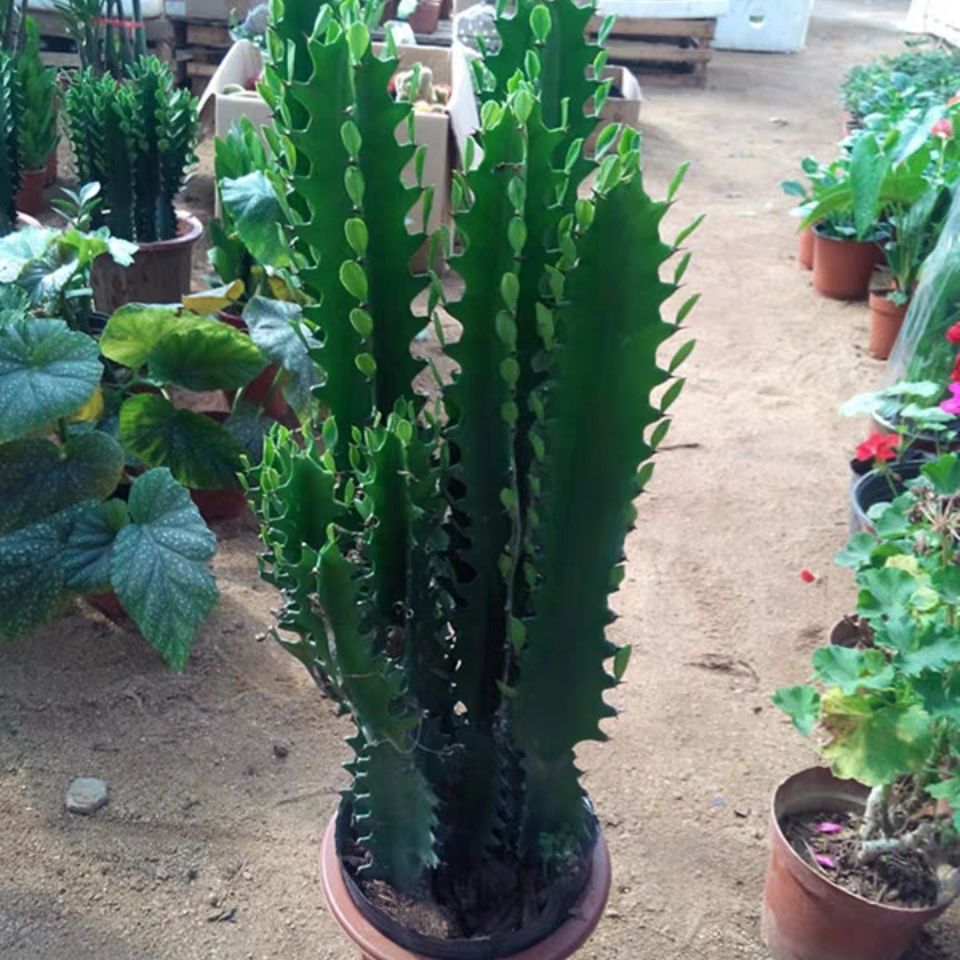 首页 下载app                          辟邪镇宅植物招财绿植龙骨四