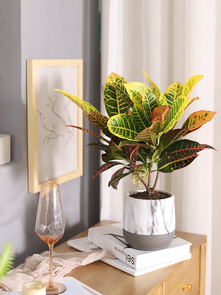 洒金变叶室内净化空气老桩植物盆景办公室桌面喜阳绿植