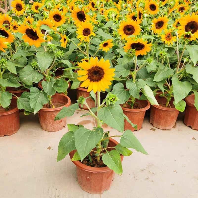 向日葵盆栽花苗花苞微笑笑脸花卉阳台室外净化空气时令草本花卉