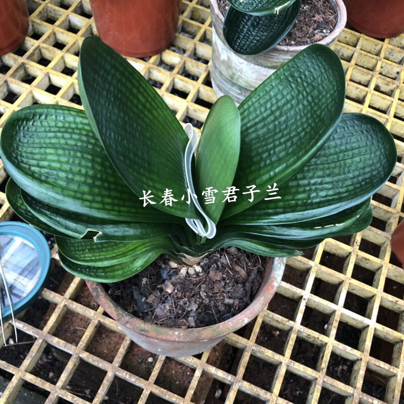 珍珠坑王一号长春君子兰头短巨无霸粗筋麻脸油匠绿植