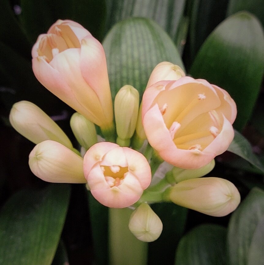 长春梦幻多色君子兰粉白黄复色贵妃套色原生态南非花卉