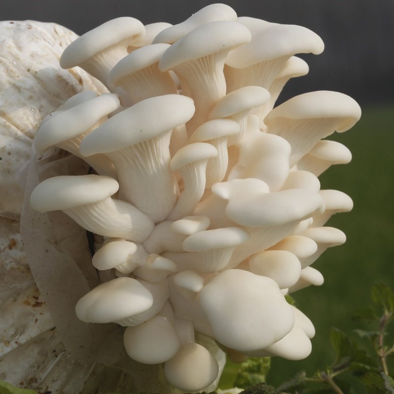 蘑菇菌包白平菇菌棒盆栽食用菌家庭儿童学校种植多肉植物