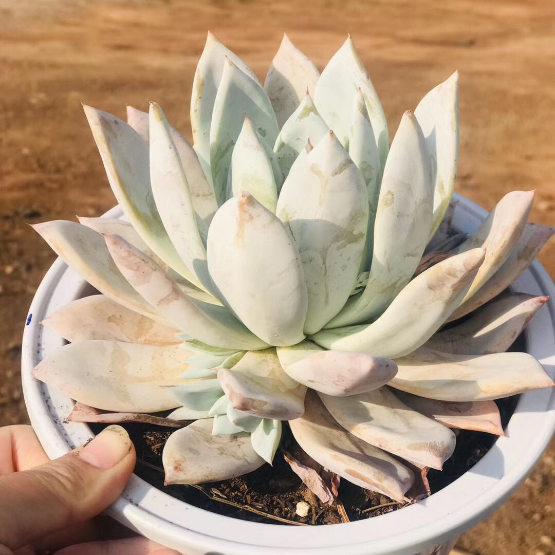 多肉植物墨西哥巨人超大老桩多头群生粉厚多肉植物