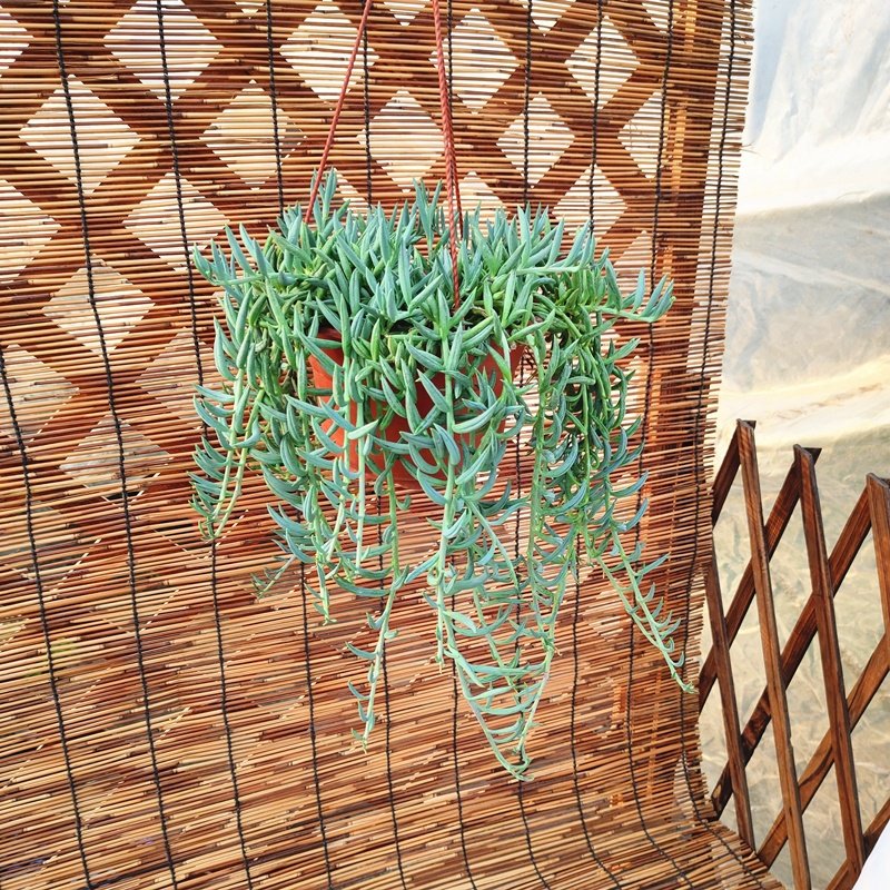 植物吊兰情人泪多佛珠盆栽室内羊角兰多新款绿植