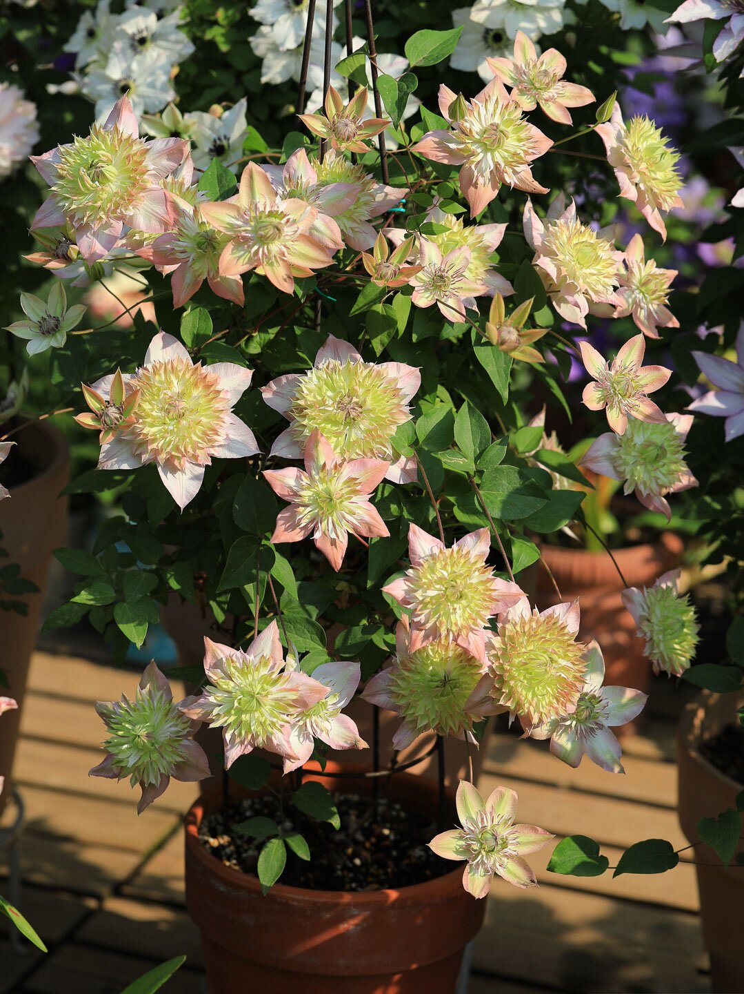 铁线莲小苗p9爬藤植物阳台盆栽花卉解放水晶花卉