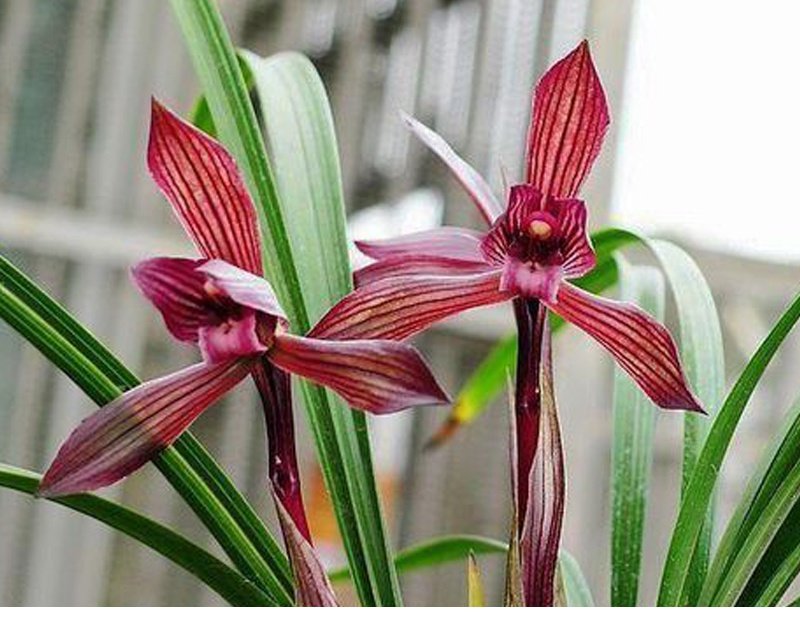 名贵客厅好养浓香三红刘三红兰花花苞无花春兰花卉