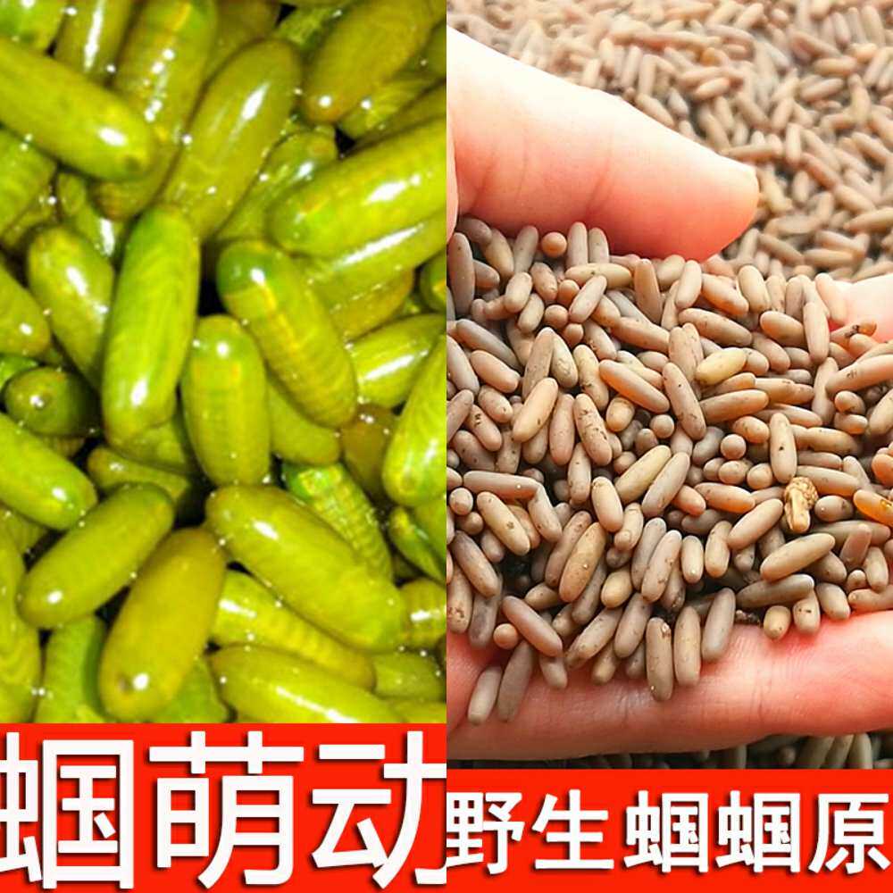 蝈蝈活卵养殖卵籽超大活鸣萌动卵竹其他爬虫