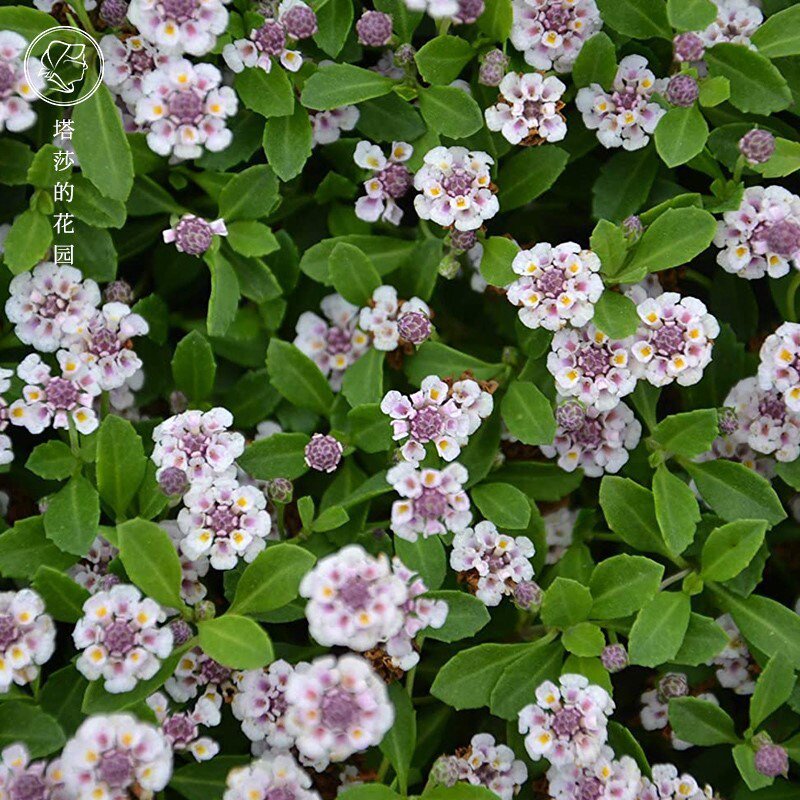 塔莎的花园姬岩垂草多年生耐热耐寒花园庭院花镜花卉花卉