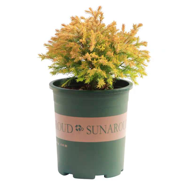 常绿针叶绿植蓝湖蓝色波尔金光绒柏阳台花园绿植