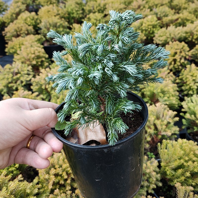 常绿针叶绿植蓝湖蓝色波尔金光绒柏阳台花园绿植