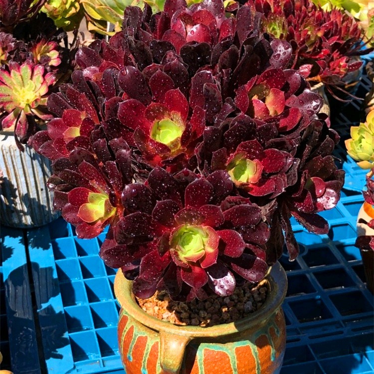 多肉法师荷兰圆叶玫瑰系列老桩稀有一物一拍多肉植物