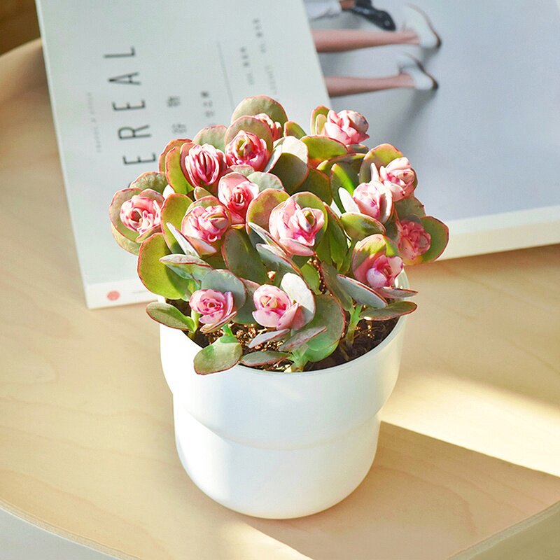 盆栽贝壳姬之桌面成品好成含花花卉锦多子白多肉植物