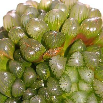 玉露蝉翼多肉室内花卉嘟嘟雨露稀有小兔子客厅多肉植物